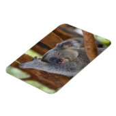 Magnet photo Koala (Côté Gauche)
