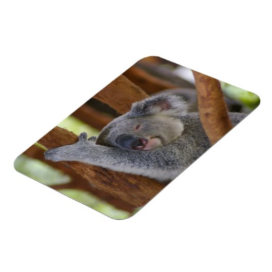 Magnet photo Koala (Côté Gauche)
