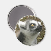Magnet photo Lemur (Recto/Verso)
