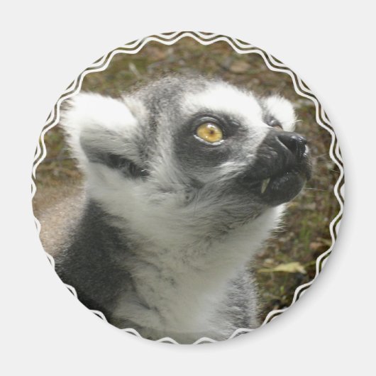Magnet photo Lemur (Devant)