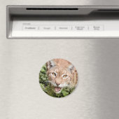 Magnet Photo lynx, animals 2. magnet Magneet (Insitu (Vaatwasser))