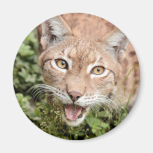 Magnet Photo lynx, animals 2. magnet Magneet