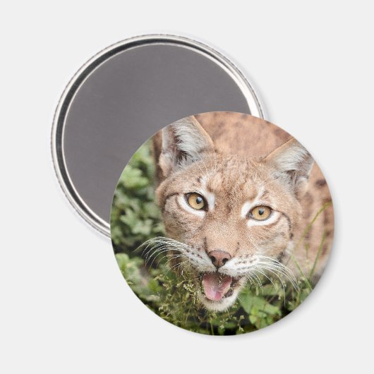 Magnet Photo lynx, animaux 2. aimant (Recto/Verso)