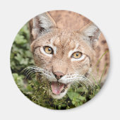 Magnet Photo lynx, animaux 2. aimant (Devant)
