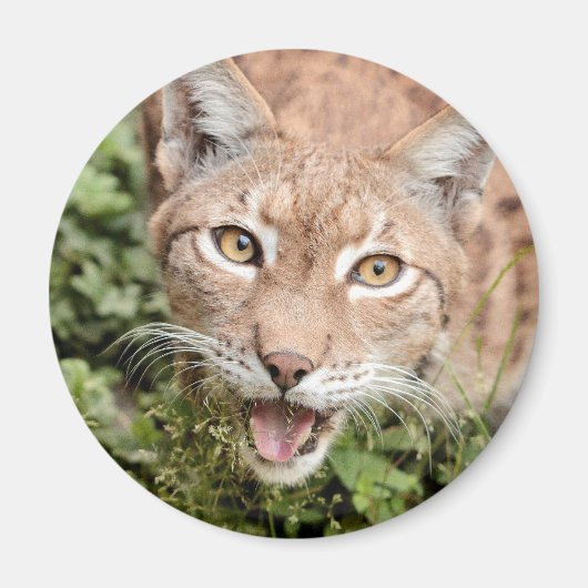 Magnet Photo lynx, animaux 2. aimant (Devant)