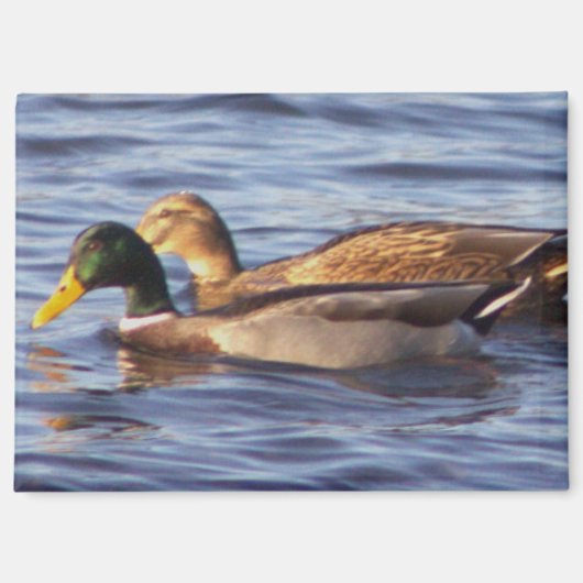 Magnet photo Mallard Ducks (Recto)