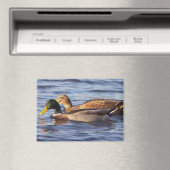 Magnet photo Mallard Ducks (In Situ (Lave-vaisselle))