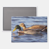 Magnet photo Mallard Ducks (Recto/Verso)
