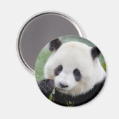 Magnet Photo panda géant, animaux 0241. (Recto/Verso)