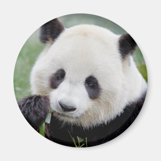 Magnet Photo panda géant, animaux 0241. (Devant)