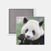 Magnet Photo panda géant, animaux 0407. (Recto/Verso)