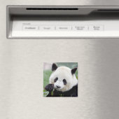 Magnet Photo panda géant, animaux 0407. (In Situ (Lave-vaisselle))