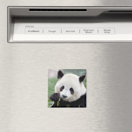 Magnet Photo panda géant, animaux 0407. (In Situ (Lave-vaisselle))