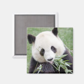 Magnet Photo panda géant, animaux 0409. (Recto/Verso)
