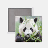 Magnet Photo panda géant, animaux 0410. (Recto/Verso)