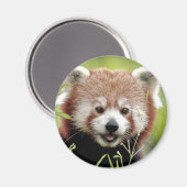 Magnet Photo panda rouge, animaux 0362. (Recto/Verso)