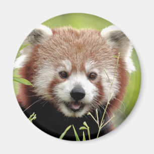 Magnet Photo panda rouge, animaux 0362.
