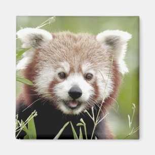 Magnet Photo panda rouge, animaux 0630.