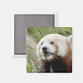 Magnet photo panda rouge. Panda roux. (Recto/Verso)
