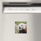 Magnet photo panda rouge. Panda roux. (In Situ (Lave-vaisselle))