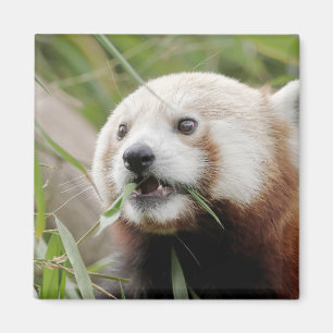 Magnet photo panda rouge. Panda roux.