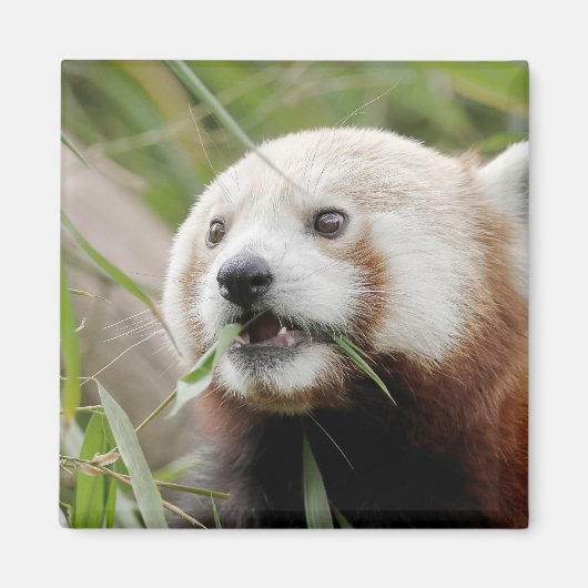 Magnet photo panda rouge. Panda roux. (Devant)