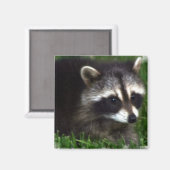 Magnet photo Raccoon (Recto/Verso)