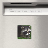 Magnet photo Raccoon (In Situ (Lave-vaisselle))