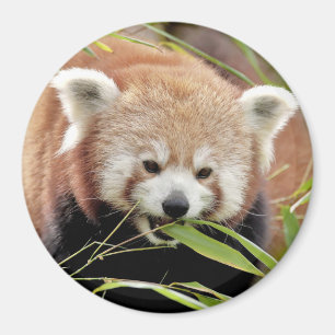 Magnet photo red panda. Panda roux.