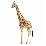 Magnet Photo Sculpture Aimant de girafe<br><div class="desc">Aimant acrylique de sculpture en photo d'une girafe majestueuse. La girafe est un mammifère ongulé égal-botté avec la pointe du pied par Africain, l'animal terrestre vivant le plus grand et le plus grand ruminant. Son nom d'espèces se rapporte au son chameau-comme l'aspect et aux corrections de couleur sur sa fourrure....</div>