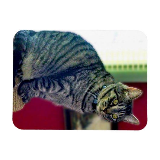 Magnet photo Tabby Cat 3"x4" (Horizontal)