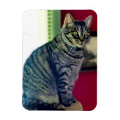 Magnet photo Tabby Cat 3"x4" (Vertical)