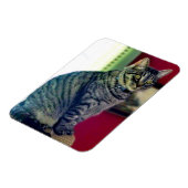 Magnet photo Tabby Cat 3"x4" (Côté Gauche)