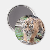 Magnet Photo tiger, animaux 1. aimant (Recto/Verso)