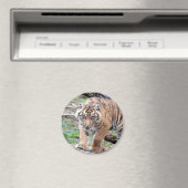 Magnet Photo tiger, animaux 1. aimant (In Situ (Lave-vaisselle))