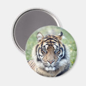 Magnet Photo tiger, animaux. aimant (Recto/Verso)