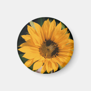 Magnet photo tournesol