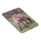 Magnet photo vertical Red Fox mignon (Côté Droit)