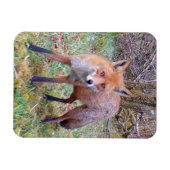 Magnet photo vertical Red Fox mignon (Horizontal)