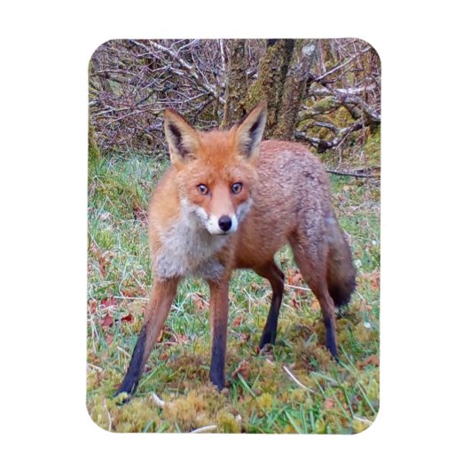 Magnet photo vertical Red Fox mignon (Vertical)