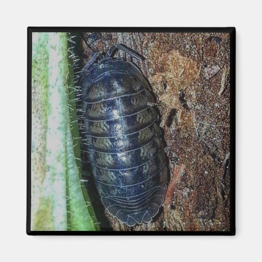 Magnet - Pill Bug (foto) Magneet (Voorkant)