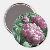 Magnet Pink Peonies (Recto/Verso)