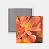 Magnet Plante Clivias (Recto/Verso)