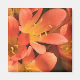 Magnet Plante Clivias