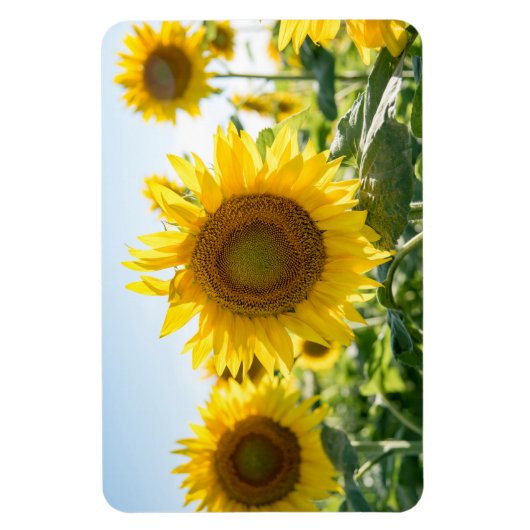 Magnet plat 4x6 (Vertical)