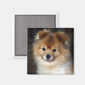 Magnet Poméranien - "Baby" (Recto/Verso)