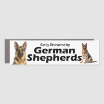Facilement Distrait par les Bergers Allemands