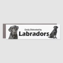Facilement distrait par les retrievers du Labrador