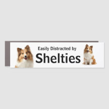 Facilement distrait par l'humour des Shelties