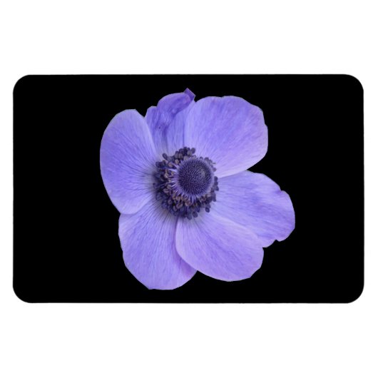 Magnet Premium Anemone bleu (Horizontal)